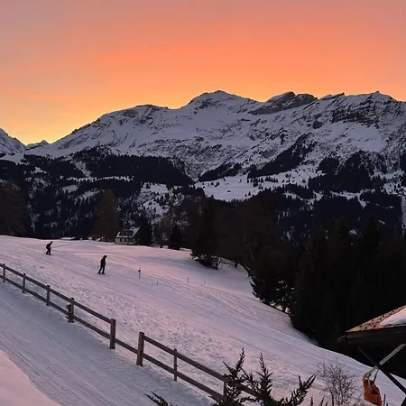 Steinbock * Wengen